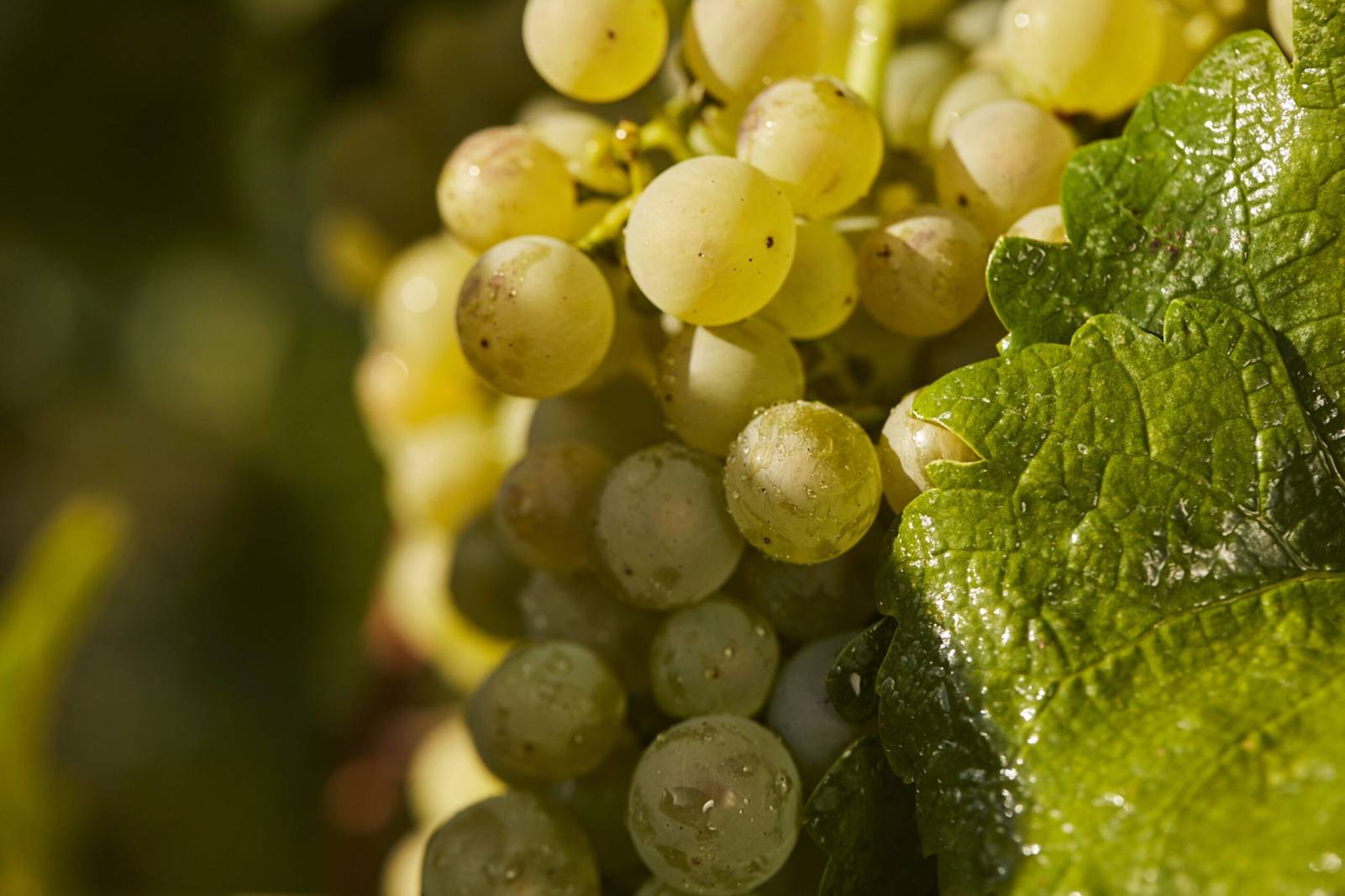 L'IDEAL POUR LA CHASSE L'IDEAL POUR LA CHASSE